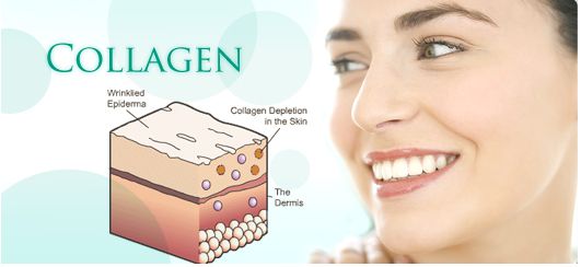 Collagen chiếm đến 75% cấu tạo da và 90% cấu tạo biểu bì.