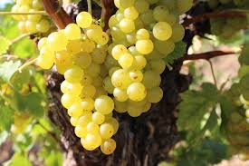 ruou-vang-y-nho-trang-muscat