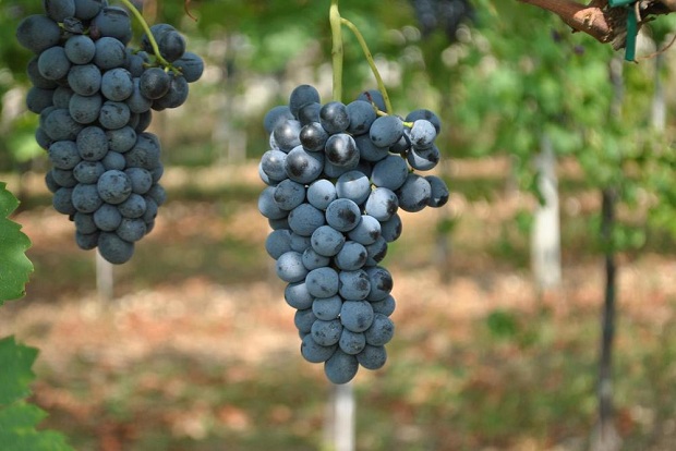 ruou-vang-ngoai-chile-nho-corvina