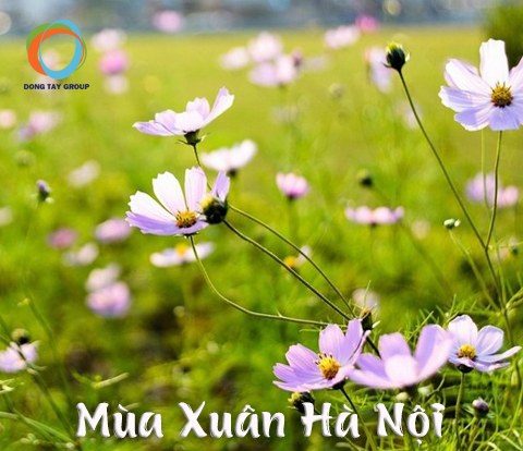 DU LỊCH MUÔN PHƯƠNG: Hà Nội Mùa Xuân Tinh Khôi