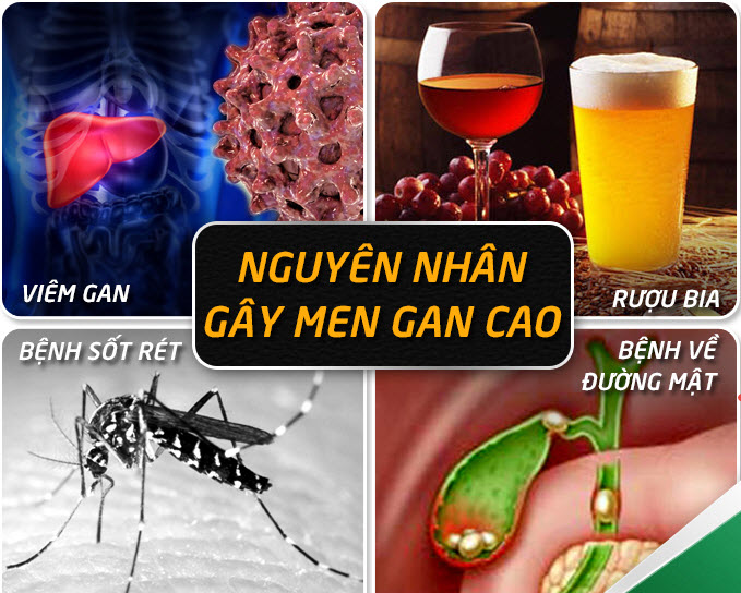 Cần làm gì khi men gan tăng cao ? nguyên nhân và cách khắc phục