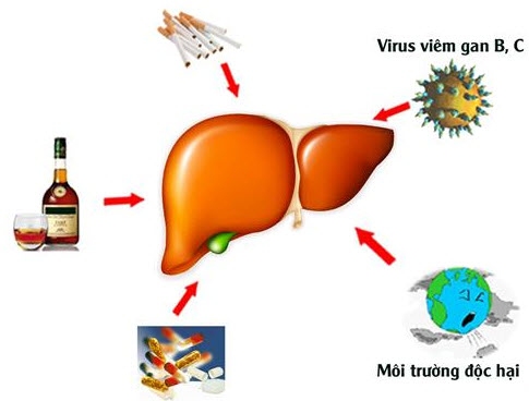 Dấu hiệu nhận biết chức năng gan suy giảm và cách khắc phục