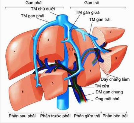 Vậy những nguyên nhân nào gây ra bệnh viêm gan?