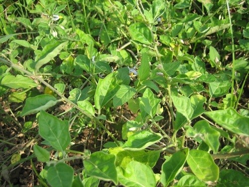 Hình ảnh Cà gai leo