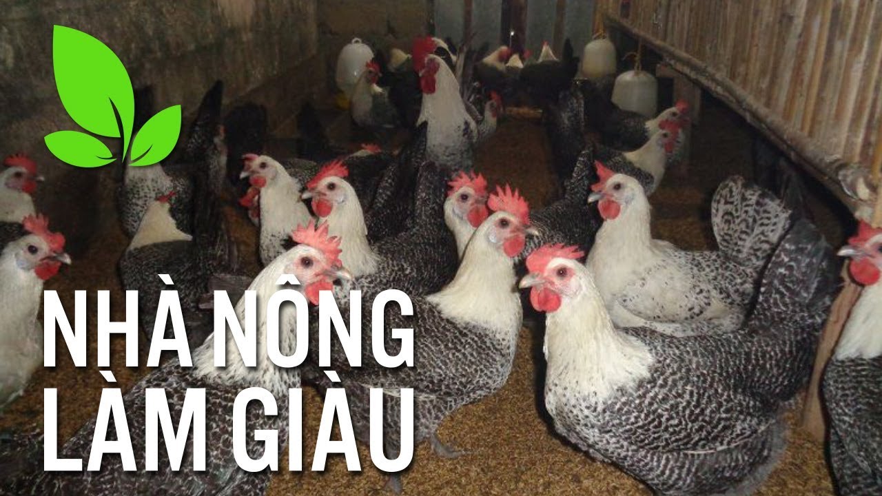 Top 3 vật nuôi giúp nhà nông làm giàu hiệu quả, ít rủi ro