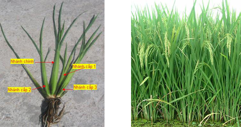 Những đặc điểm hình thái quan trọng của rễ cây lúa nước - Thần Nông - Nhà  nông yêu công nghệ