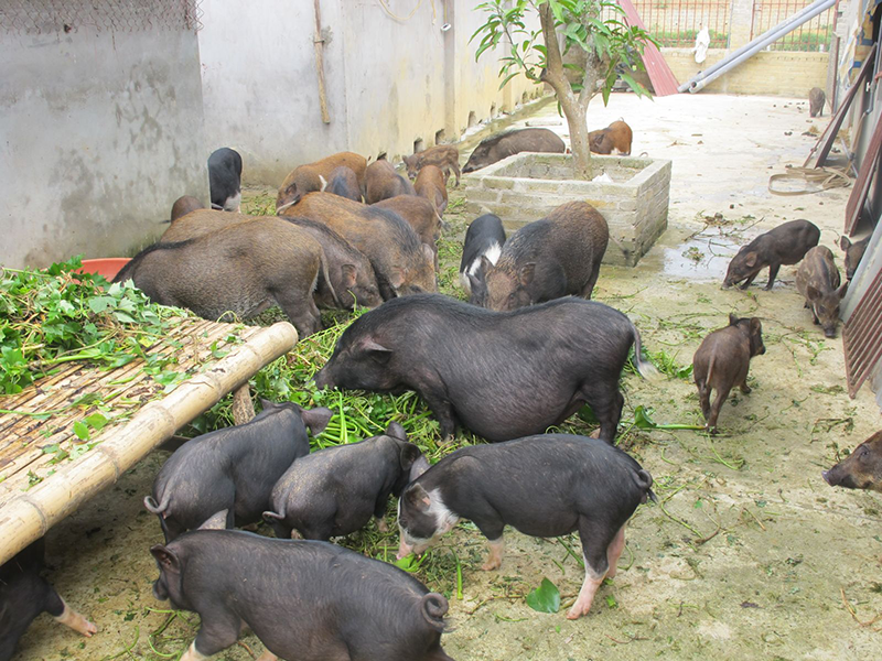 lợn mán