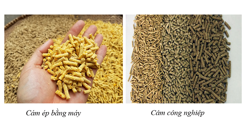 cám viên chăn nuôi