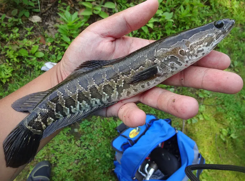 Cá quả là cá gì ? cá chuối và cá quả khác nhau như thế nào