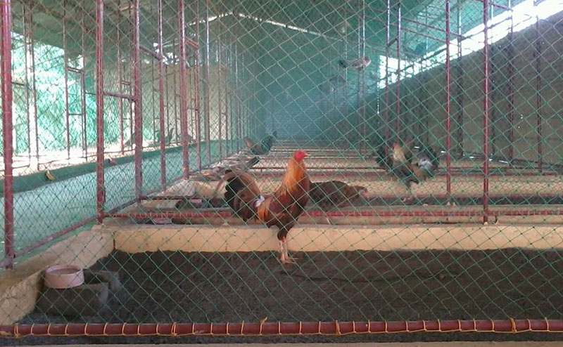 Hướng dẫn thực hiện chuồng gà đá kể từ tre giản dị, tiết kiệm