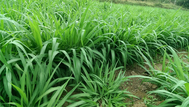 Tổng hợp 97 hình về mô hình trồng cỏ nuôi bò daotaonec #5 Tổng hợp 97 hình về mô hình trồng cỏ nuôi bò daotaonec