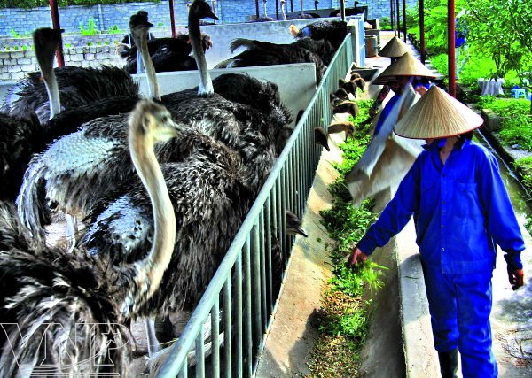 Hiệu quả từ mô hình nuôi Đà điểu thương phẩm ở Thành phố Vinh  Nghệ An