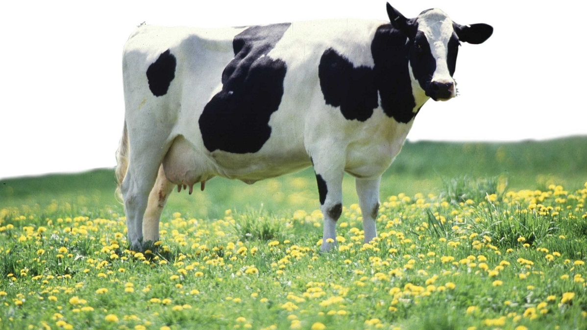 Chăn nuôi bò sữa cho ăn gì ? Cách chế biến thức ăn cho bò sữa