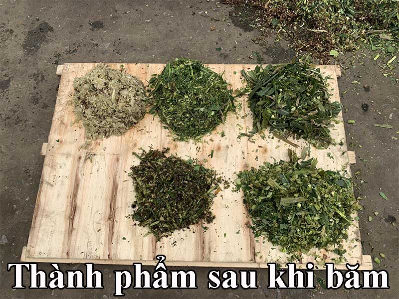máy băm chuối