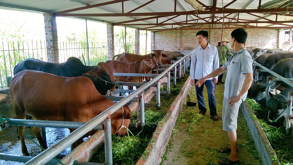 chăn nuôi bò