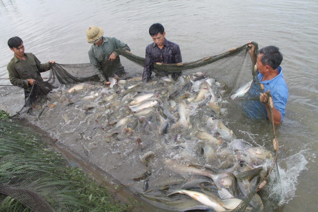 Tổng hợp 95 hình về mô hình trang trại nuôi cá cảnh  NEC