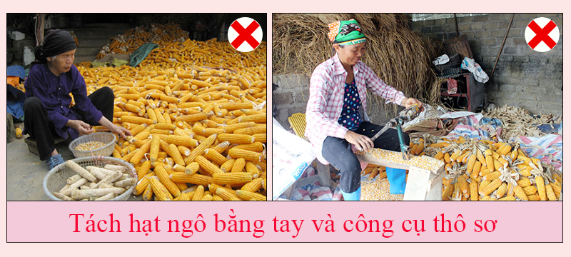 tách ngô bằng tay