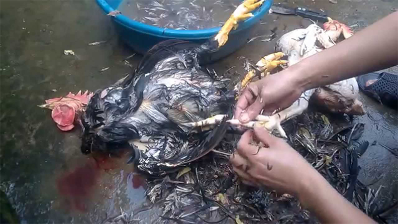 vặt lông gà vịt