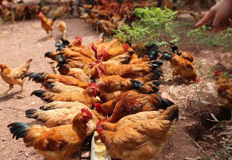 Kỹ thuật nuôi gà ta thả vườn đạt hiệu quả cao  Kinh nghiệm làm ăn  Báo ảnh  Dân tộc và Miền núi