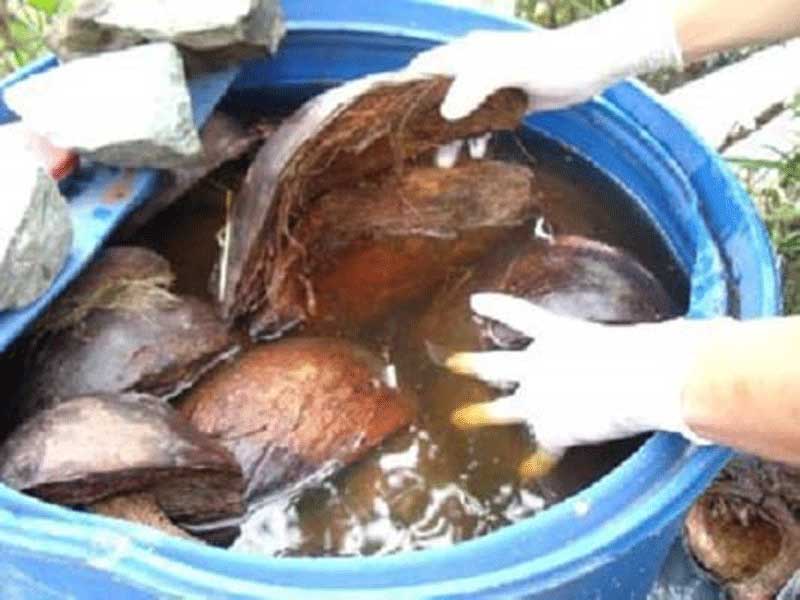 xơ dừa ngâm nước tách chất chát 