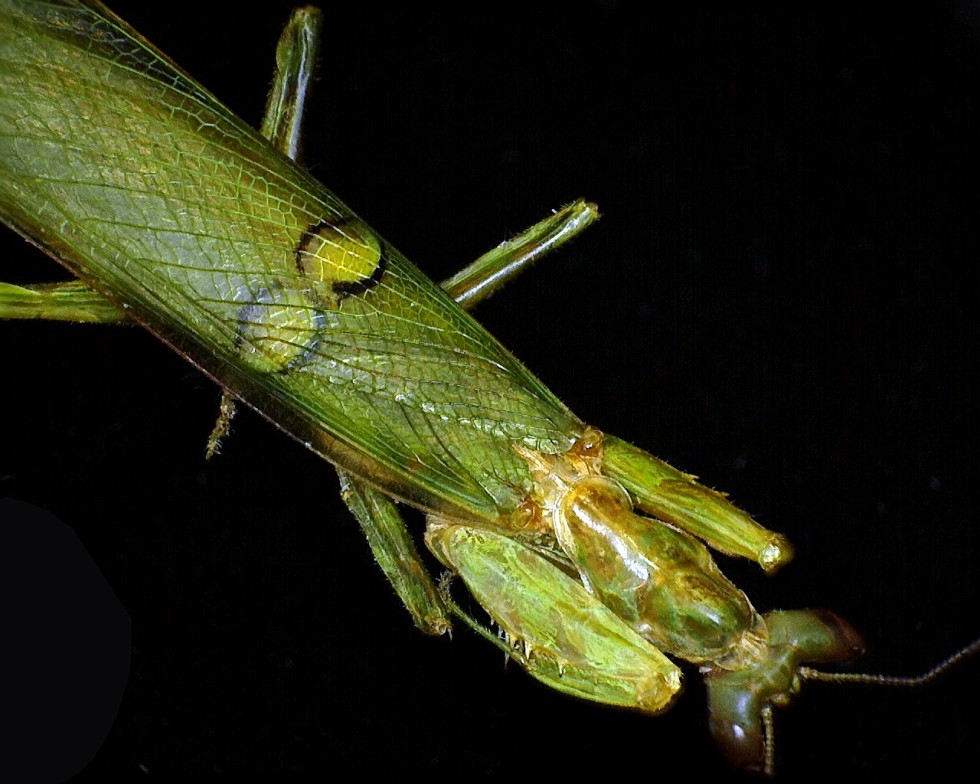 Ứng dụng kính hiển vi điện tử Dino-lite trong khoa học giáo dục