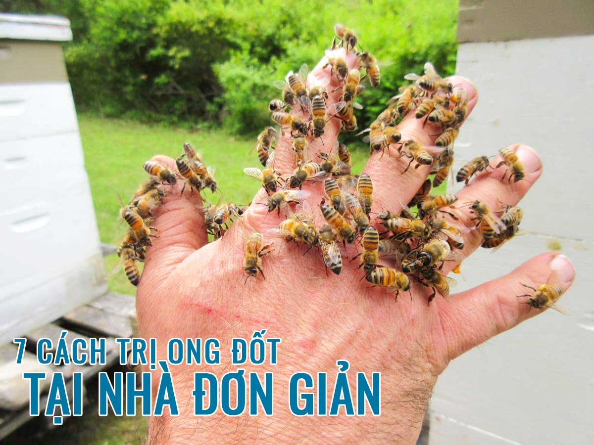 Những cơn đau và sưng do ong đốt đôi khi gây ra sự khó chịu đáng kể. Hãy xem hình ảnh về phương pháp trị ong đốt hiệu quả nhất với một sản phẩm tự nhiên. Với nó, bạn sẽ giảm đau và sưng và cảm thấy thư giãn hơn.