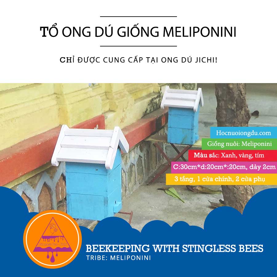 Tổ ong giống F1 thuần chủng của loài ong dú meliponiculture 