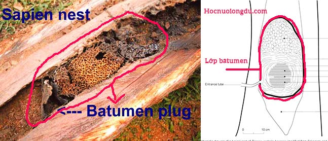 lớp batumen bọc toàn bộ tổ ong dú tránh tác động bên ngoài