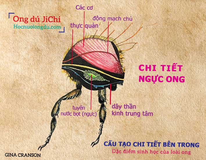 các bộ phận của một con ong, bên trong ngực ong