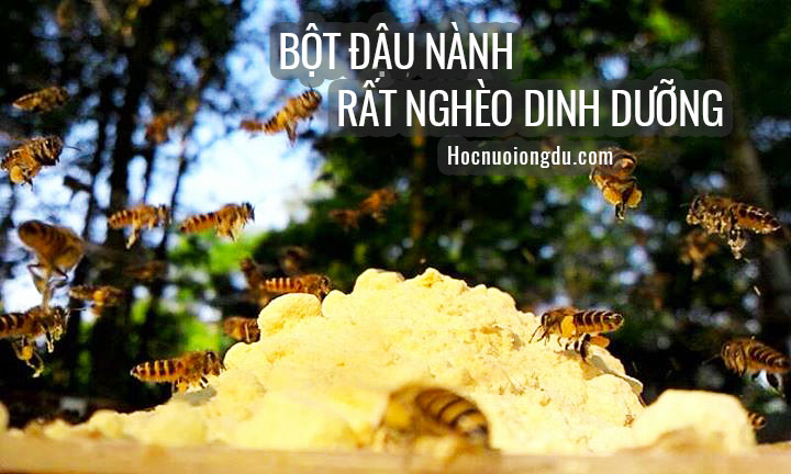 Bột đậu nành làm phấn hoa nhân tạo cho ong mật ăn