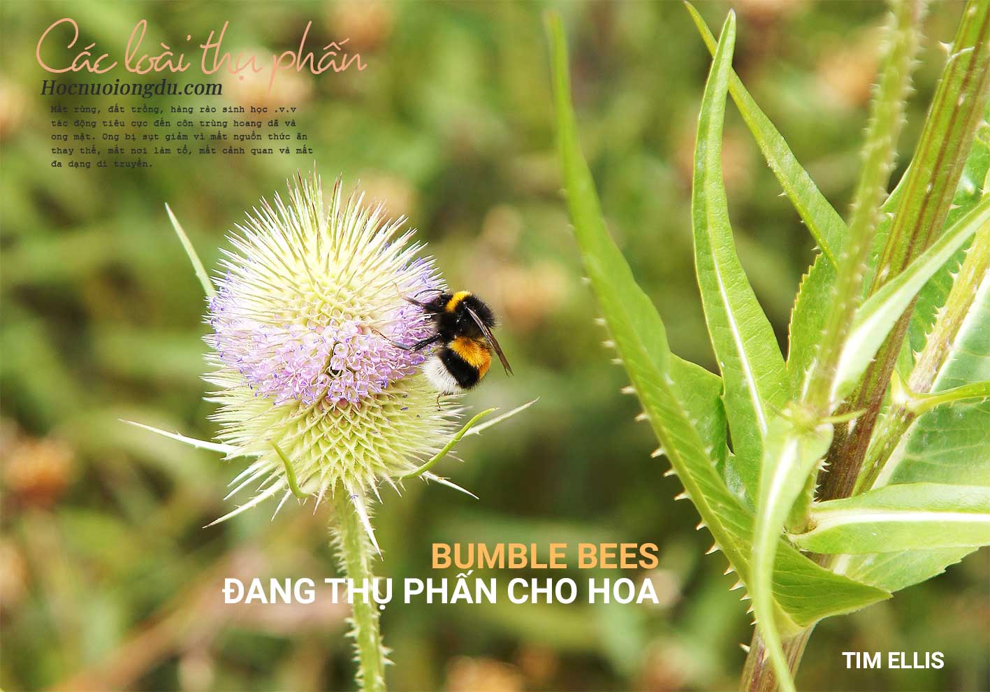 Ong Bumblebee đang thụ phấn cho bông hoa và cây trồng xung quanh