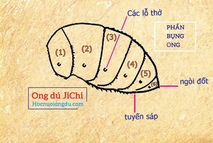 đặc điểm cấu tạo bên ngoài của bụng ong