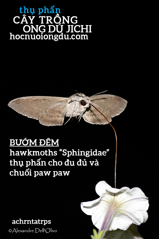 Bướm đêm là côn trùng thụ phấn cho chuối và đu đủ