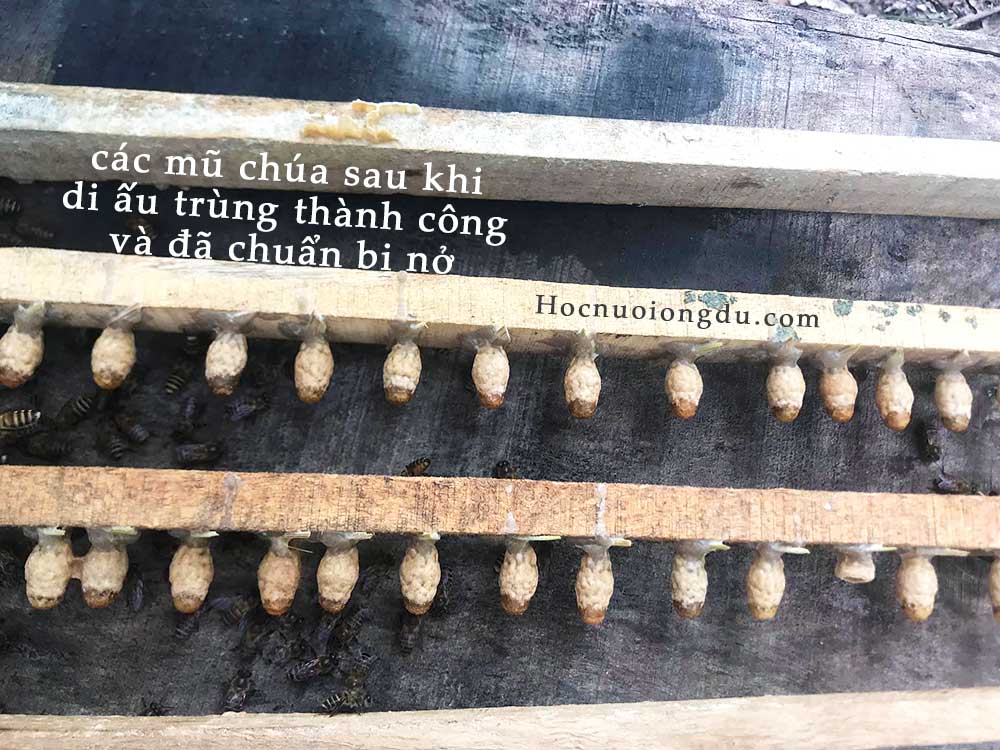 tách riêng các mũ chúa bằng lồng nhốt chúa trên thang chúa