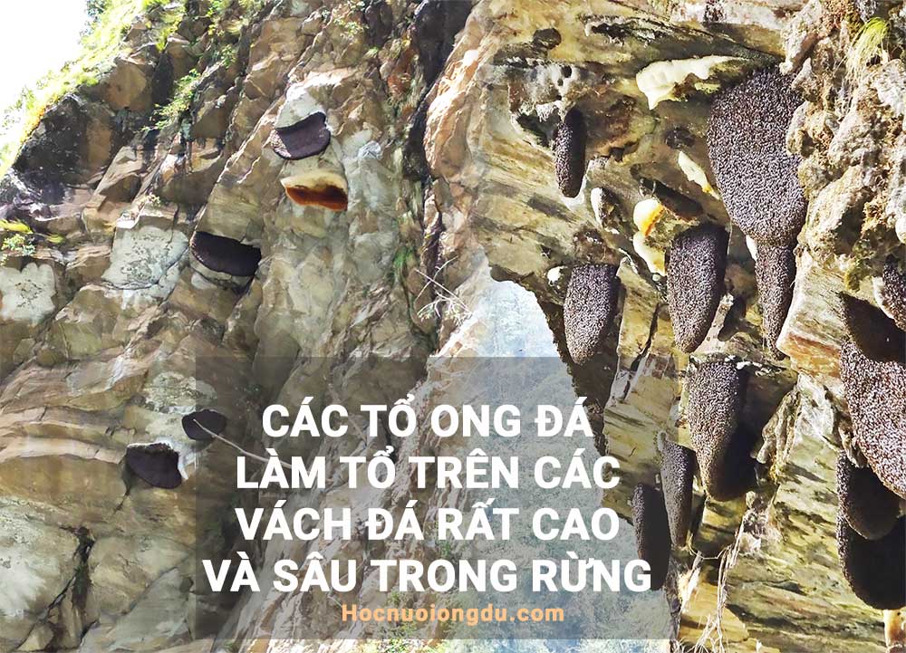 cách tìm ong khoái, các tổ ong đá làm trên vách núi trong rừng