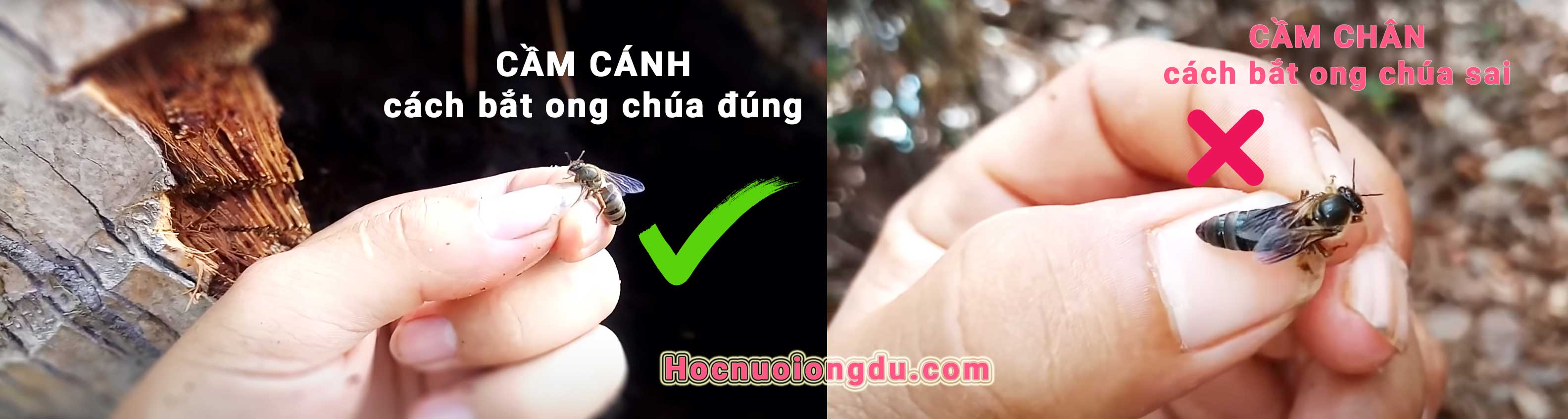 cách bắt ong chúa, cách bắt ong chúa trong cột điện