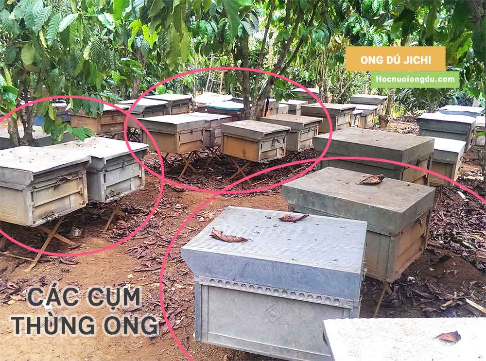 Cách chuyển tổ ong mật và cách nuôi ong mật