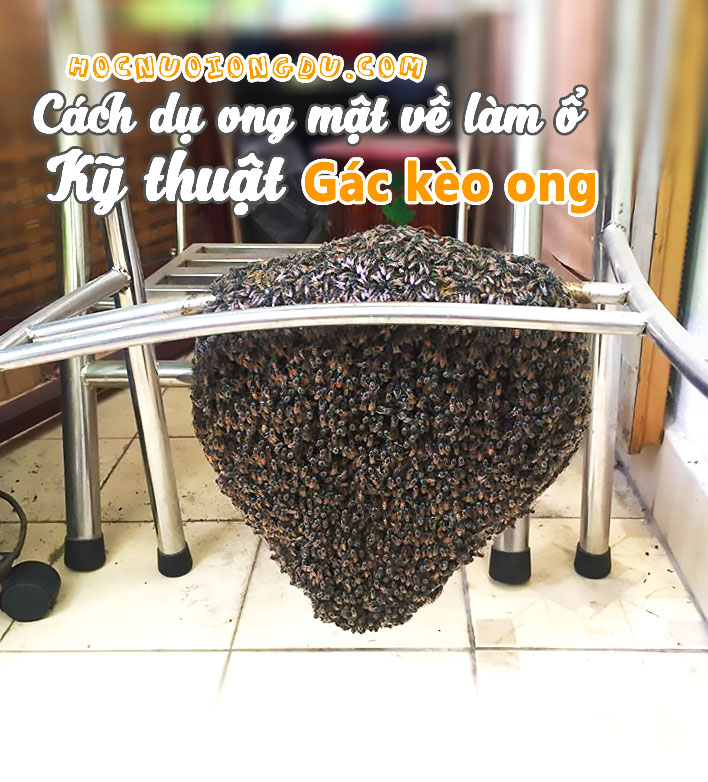 cách dụ ong mật về làm tổ trong nhà