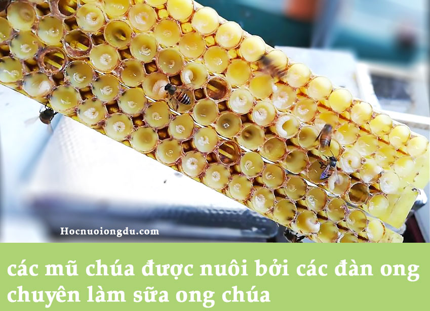 cách làm sữa ong chúa với giống ong ý siêu sữa