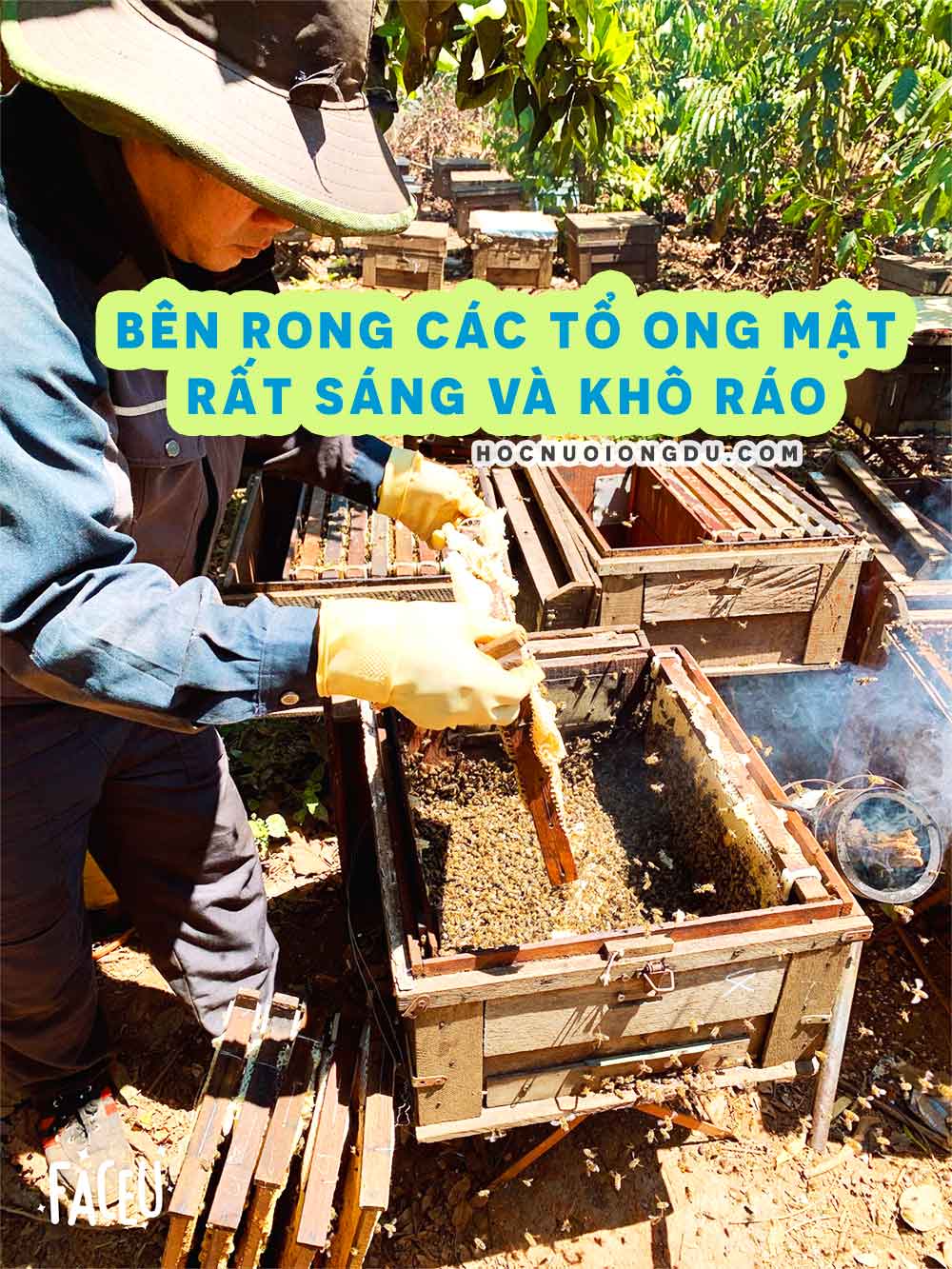 cách lấy mật ong bên trong thùng nuôi ong mật