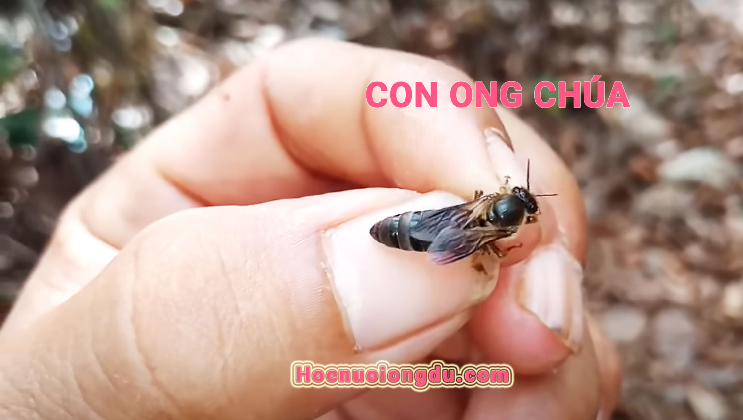 cách nhận biết ong chúa, cách tìm ong chúa trong đàn