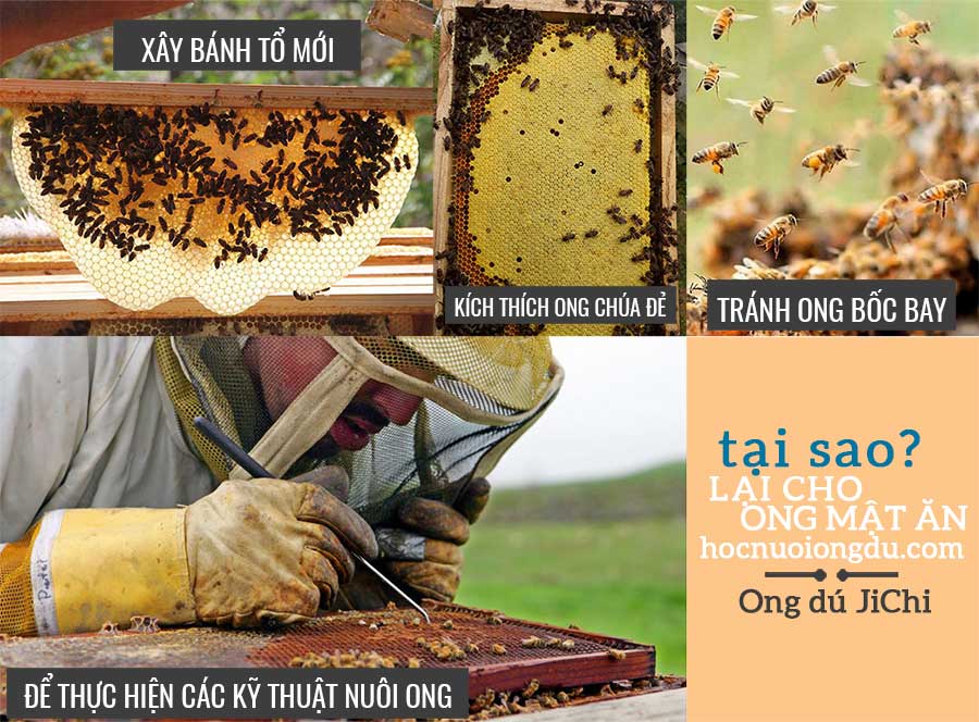 Cách nuôi ong mật tại nhà, tại sao lại cho ong ăn