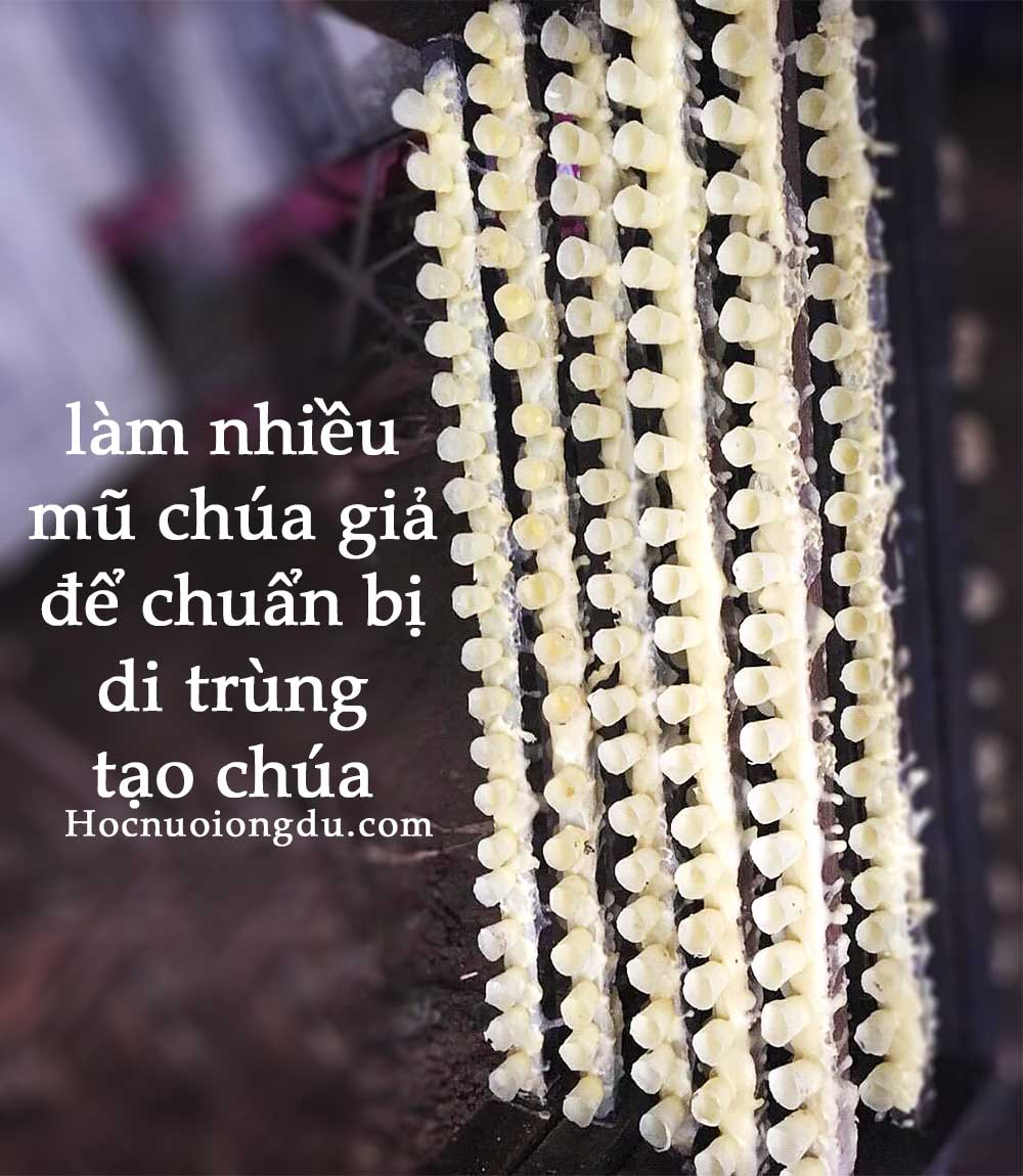 cách tạo mũ chúa, cách nuôi ong tự nhiên