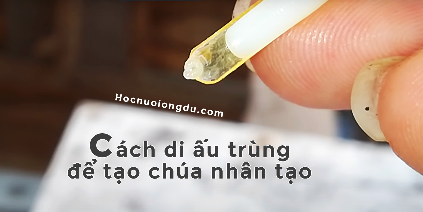 cách tạo ong chúa bằng cách múc ấu trùng ong