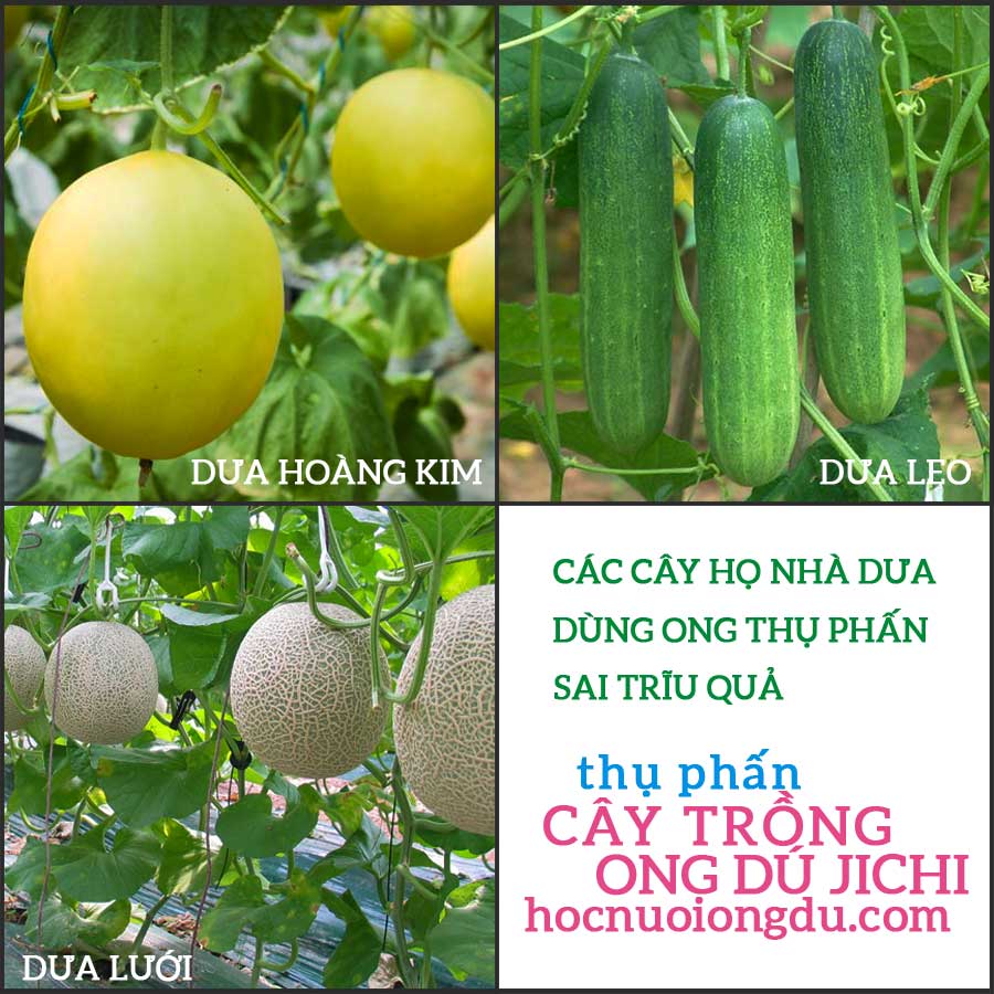 Cách thụ phấn cho dưa leo, dưa lưới, dưa hoàng kim bằng ong và côn trùng hoang dã