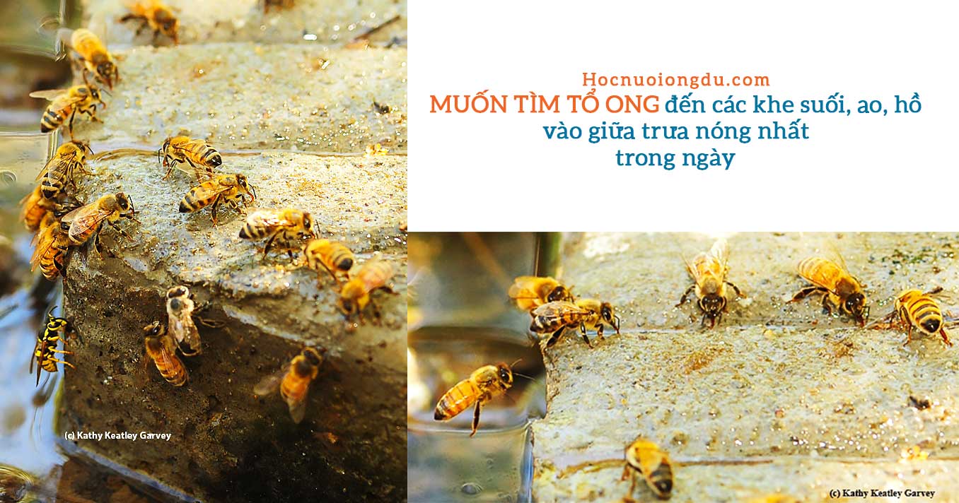 cách tìm ong mật trong rừng