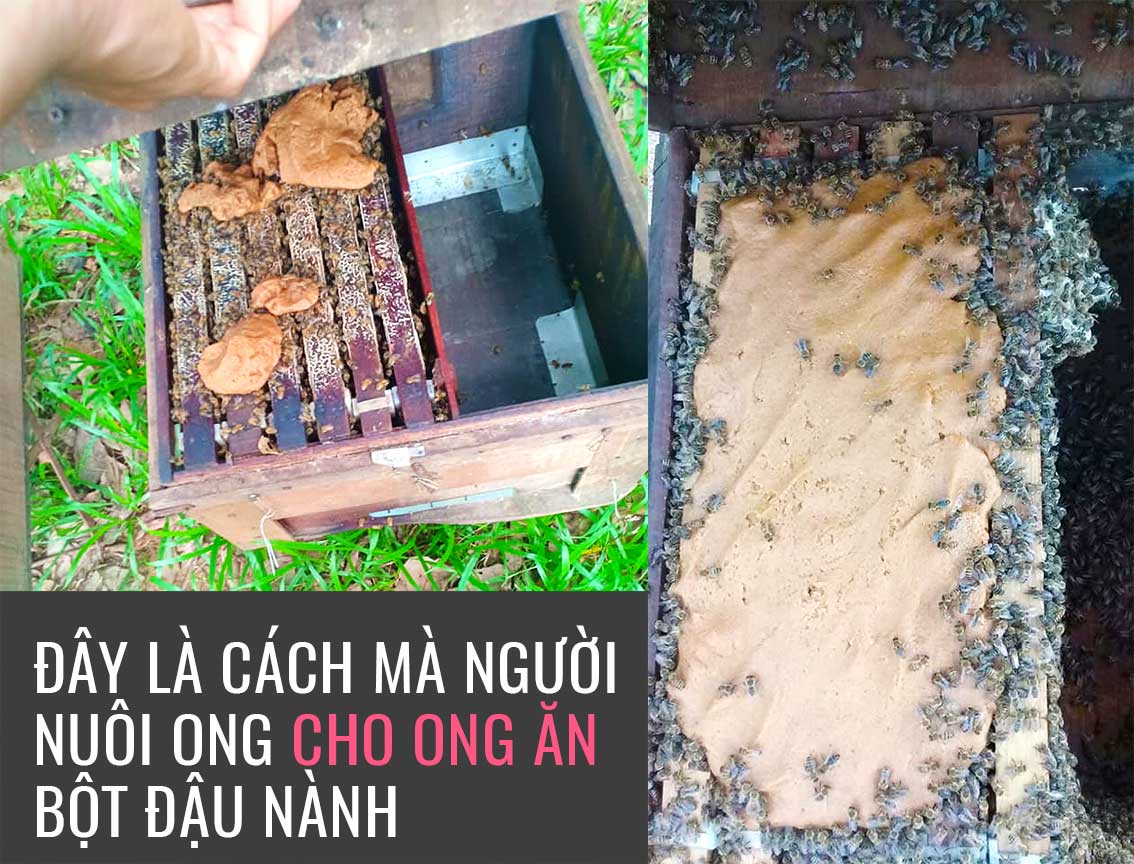 Cách trộn phấn hoa cho ong ăn, cách cho ong mật ăn