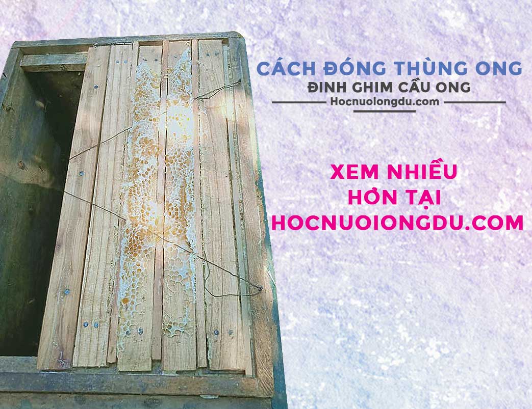 Căng dây thép khung cầu và nẹp cố dịnh thùng ong