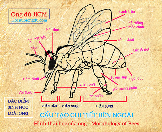 Cấu tạo các bộ phận bên ngoài của con ong