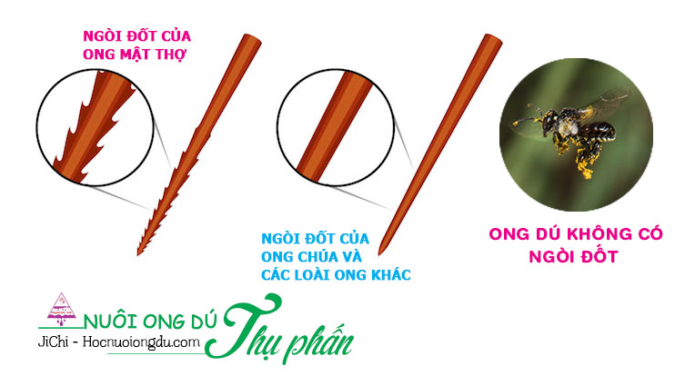 Cấu tạo của loài ong mật, ong dú và ong sống một mình đơn độc